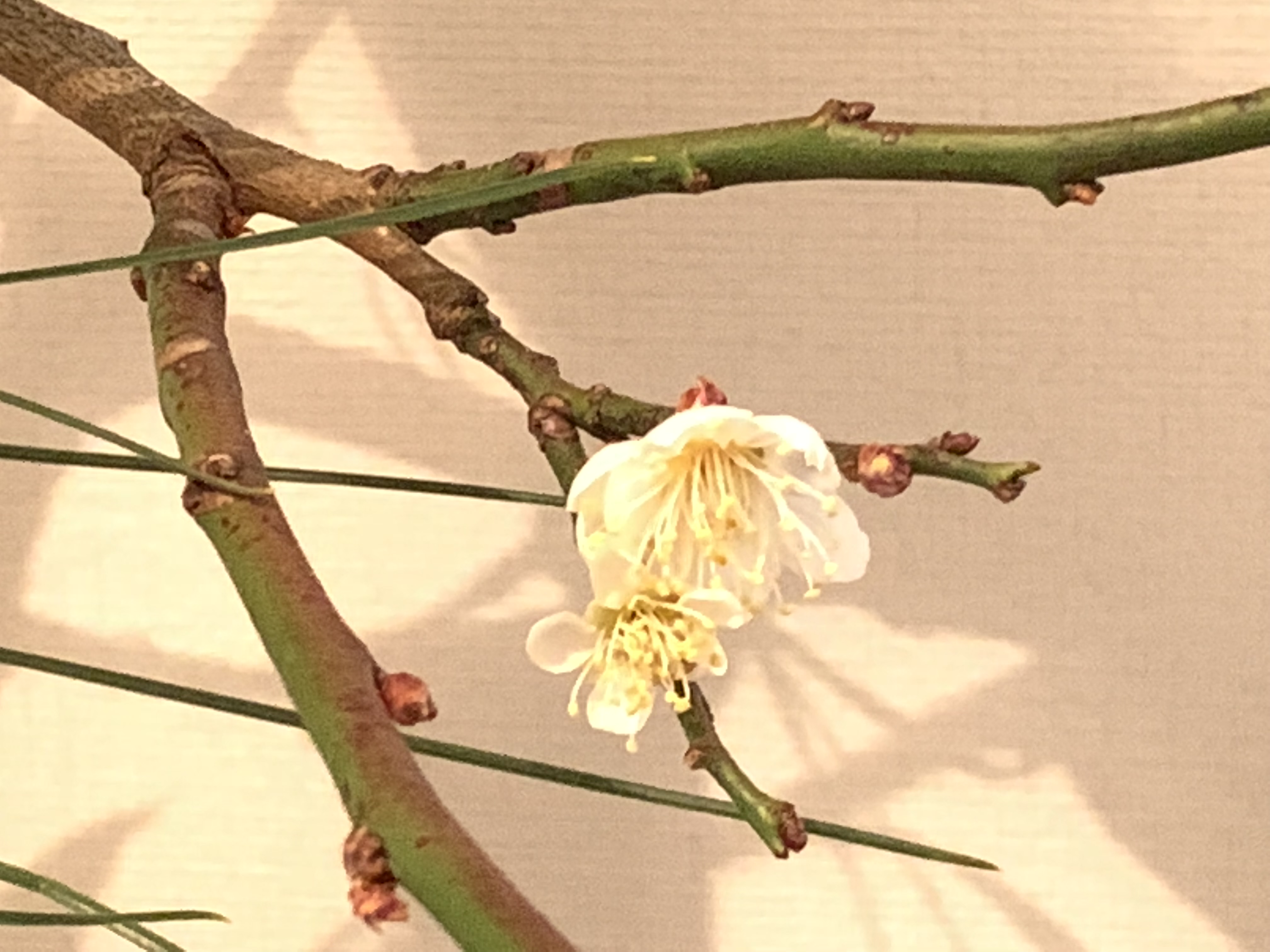 お花の名前を韓国語で覚えよう 梅の花 生け花 フラワーアレンジメント 湘南フラワーコーディネート